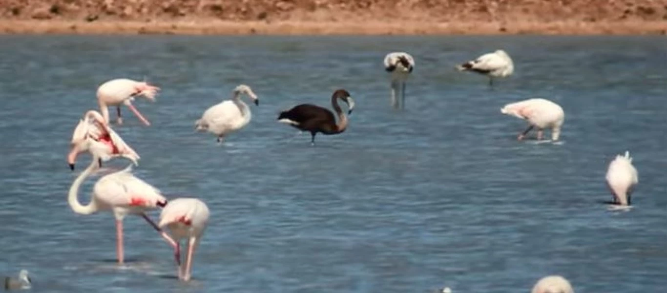 Το μαύρο φλαμίνγκο που ελάχιστοι άνθρωποι στον κόσμο έχουν δει (βίντεο)